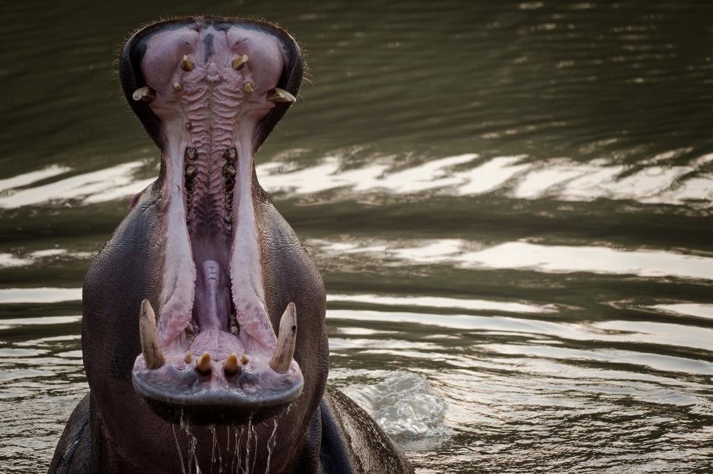 Klaserie River Safari Lodge Hoedspruit Dış mekan fotoğraf